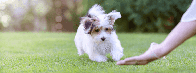 Tops Innocent Mistakes Pet Parents Make (600 × 200 пикс.) (1600 × 400 пикс.) (1600 × 600 пикс.).png