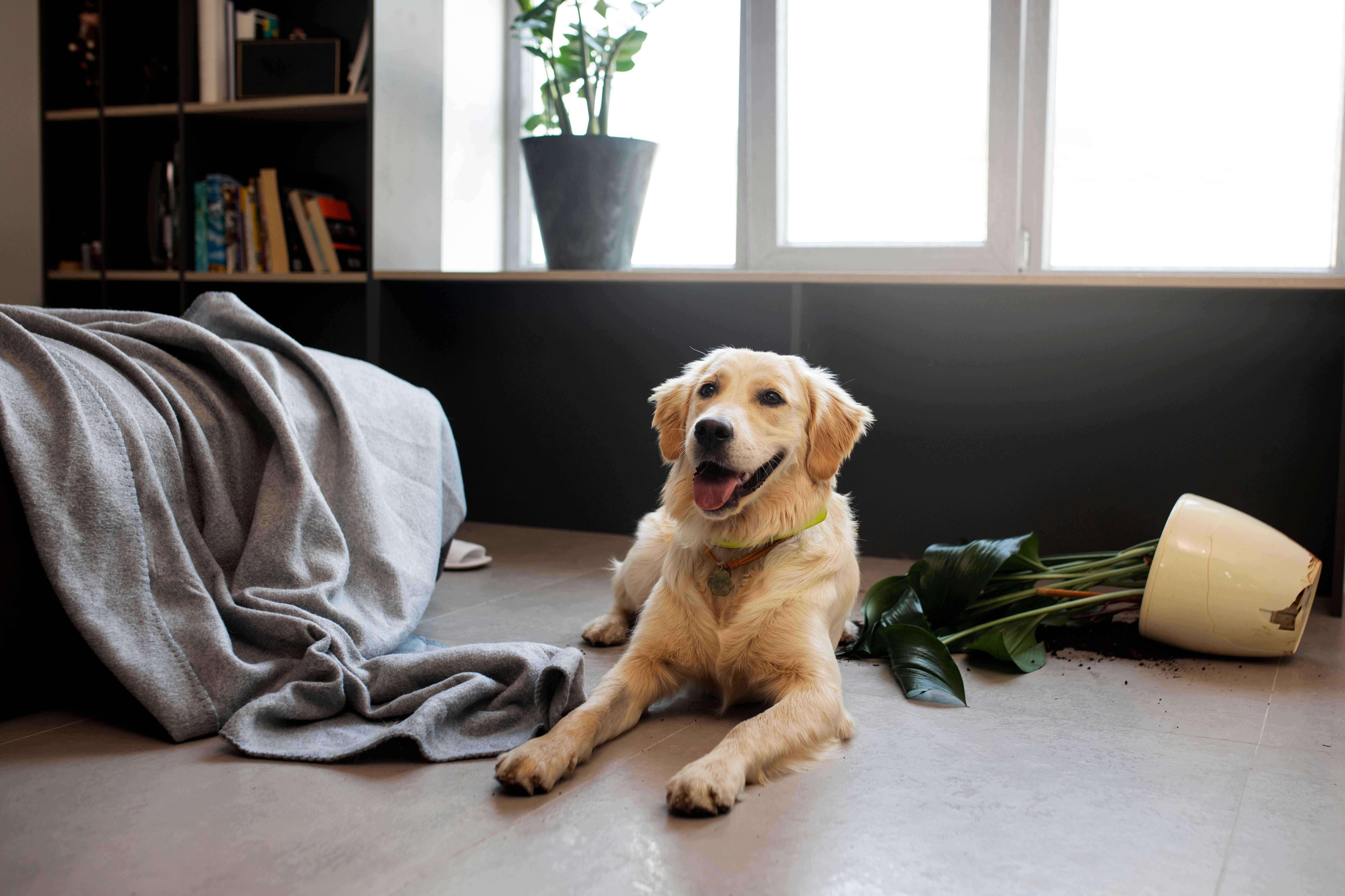 dog-laying-floor-after-making-mess.jpg